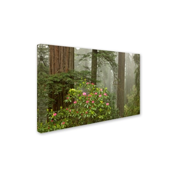 Mike Jones Photo 'Redwood Fog Rhododendrons' Canvas Art,12x19